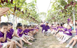Choáng ngợp trước vườn nho sai trĩu quả thu hút đông đảo khách tham quan ở Ninh Bình