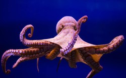 Phát hiện thói quen mới kỳ lạ của sinh vật thông minh nhất đại dương