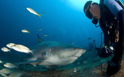 Bơi cùng cá mập: Cuba tập trung vào du lịch đại dương