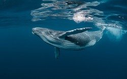 Với kích thước khổng lồ như vậy, điều gì sẽ xảy ra khi cá voi chết? Hàng chục năm sau chúng vẫn có thể có ích