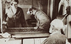 Con chó của Pavlov: Thử nghiệm cách mạng hóa tâm lý học