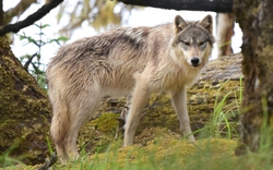 Điều kỳ lạ xảy ra với những con sói bị nhiễm ký sinh trùng 'thay đổi tâm trí'