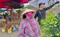 Thị trường quất, đào thời điểm này ở Hà Nội: Người trồng hối hả chăm; nhiều người đã bắt đầu mua quất về chơi sớm