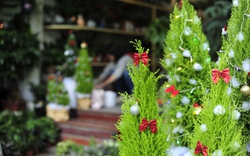 Hà Nội: Người dân thích thú với 'cây thông Noel tí hon' bày bán dịp Giáng sinh