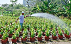 TP.HCM: Làng hoa tất bật chuẩn bị cho vụ Tết, công nhân thất nghiệp có việc làm thêm 