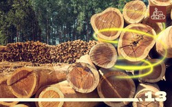 Đã có thể chế tạo gỗ từ tế bào thực vật bằng công nghệ in 3D, giúp dẹp bỏ nạn chặt phá rừng