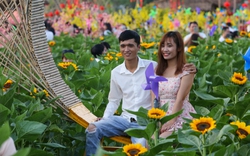 Ảnh: Vườn hoa hướng dương khoe sắc rực rỡ dịp cuối năm ở TP.HCM, hàng trăm người dân đến tham quan 