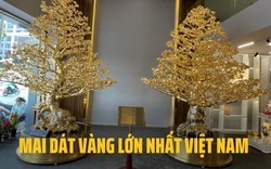 Cận cảnh 2 cây mai trị giá 11 tỷ đồng, vừa xác lập kỷ lục Việt Nam