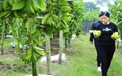 Làng trồng phật thủ ở Hà Nội bắt đầu nhộn nhịp mua bán, chủ vườn bật mí cách chọn quả đẹp để trưng Tết