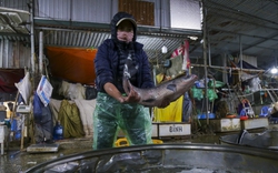 Hà Nội: Người lao động tay trần bắt cá, khiêng đá giữa cái lạnh cắt da, cắt thịt