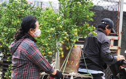 Hà Nội: Dân buôn rục rịch mua quất Tết, chủ vườn phấn khởi hy vọng bội thu