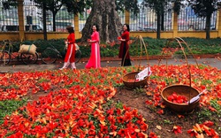 Trải nghiệm văn hóa làng trong phố với “Bác Cổ - Mùa hoa gạo”