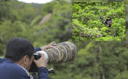 Săn ảnh mùa hoa tím trên bán đảo Sơn Trà   