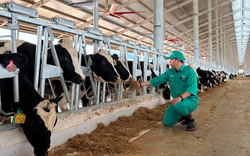 Vinamilk nhập đàn bò sữa 1000 con từ Mỹ về trang trại bò sữa Lao-Jagro tại Lào 