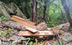 Quảng Bình: Đình chỉ công tác cán bộ kiểm lâm vì để xảy ra phá rừng