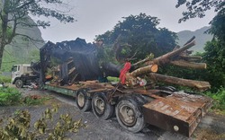 Quảng Bình: Bị phạt 750.000 đồng khi vận chuyển 2 cây Sung 
