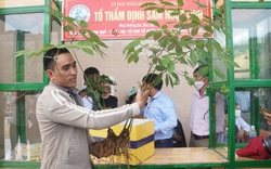 Quảng Nam: Quy hoạch 15.000ha trồng sâm Ngọc Linh