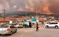 Chủ tịch nước và Thủ tướng Chính phủ gửi điện thăm hỏi vụ cháy rừng nghiêm trọng tại Algeria