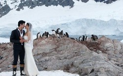 Dịch vụ tổ chức đám cưới ở Nam Cực dành cho cặp đôi thích mới lạ 