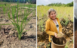 Mang sản phẩm quen thuộc đến Shark Tank Việt Nam, 