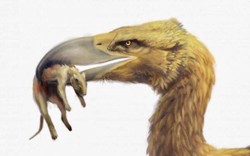 Tại sao chim khủng bố - Phorusrhacids lại là loài động vật ăn thịt đáng sợ nhất thời tiền sử?