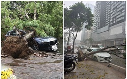 Clip Hà Nội mưa lớn, cây lớn bật gốc đè ô tô bẹp rúm