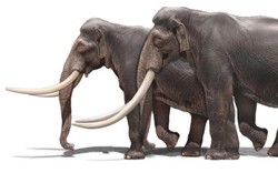 Các nhà khảo cổ học Israel tìm thấy ngà của một loài voi khổng lồ 500.000 năm tuổi
