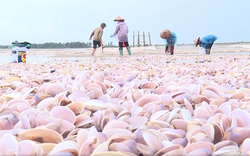 Nam Định khắc phục hậu quả môi trường sau khi hàng trăm tấn ngao dạt vào bờ biển