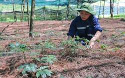 Sau hơn 10 năm chuẩn bị, doanh nhân Thái Hương chính thức bước chân vào lĩnh vực trà thảo dược