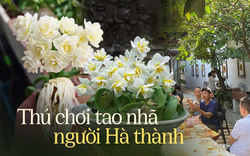 Hội những “ông bố, người chồng” chơi hoa Thuỷ Tiên tại Hà Nội, với kinh nghiệm gần 30 năm chúng tôi biết cách cho hoa nở đúng giao thừa