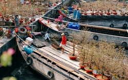 Chợ hoa 'Trên bến dưới thuyền' rộn ràng trước giờ khai mạc, thương hồ miền Tây thấp thỏm đợi khách 