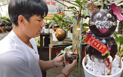 Bội thu nhờ bán "dừa bonsai" trưng Tết, chưa kịp dọn hàng đã bán hết bay