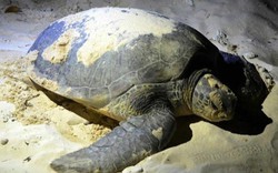 “Bỏ túi” kinh nghiệm du lịch Côn Đảo xem rùa đẻ trứng