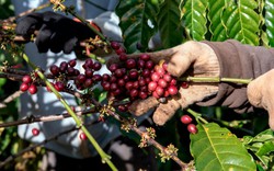 Báo quốc tế: Việt Nam được kỳ vọng phát triển cà phê hữu cơ