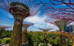 Biến đô thị thành khu vườn: Singapore 