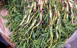 1 loại rau dân dã ở chợ Việt, giúp an thần, mát gan, giải nhiệt độc “cực hiệu quả”: Bổ dưỡng nhưng nên cẩn trọng