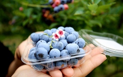 6 thực phẩm được y học cổ truyền Ấn Độ mệnh danh là 