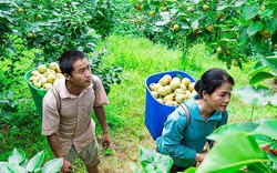 Nỗ lực vì mục tiêu giảm nghèo bền vững ở Lào Cai