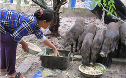 Người phụ nữ làng biển thoát nghèo với mô hình nuôi lợn bản trên cát
