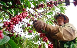 Bàn giải pháp nâng cao hiệu quả quảng bá nông sản Việt Nam tại châu Phi