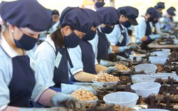 Thúc đẩy quảng bá nông sản Việt Nam tại khu vực Trung Đông - Bắc Phi