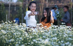 Du khách hào hứng check in vườn cúc họa mi trái mùa miễn phí ở Đà Nẵng