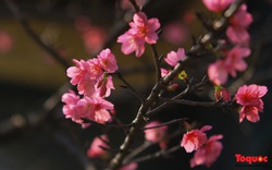 Ngắm hoa anh đào Nhật Bản rực rỡ giữa Thủ đô
