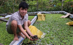 Thất nghiệp, hướng dẫn viên du lịch về quê nuôi ốc kiếm hơn 30 triệu đồng/tháng, sở hữu trại ốc lớn nhất Quảng Nam