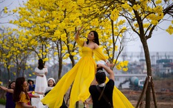 Người dân nô nức check in con đường hoa phong linh nở vàng rực giữa lòng thủ đô Hà Nội