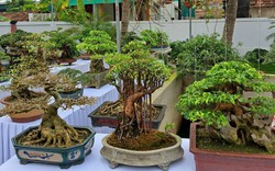 Chiêm ngưỡng hàng chục cây bonsai cổ thụ giá cả trăm triệu đồng không bán ở Nghệ An