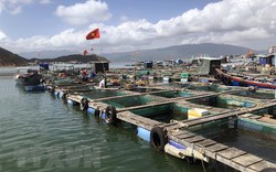 Nhiều cơ hội đầu tư vào nuôi trồng thủy sản Việt Nam