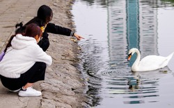 Đàn thiên nga nuôi thí điểm ở hồ Thiền Quang giờ ra sao?