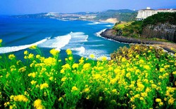 Vì sao mùa hè Jeju hấp dẫn du khách Việt?