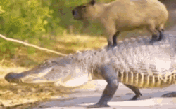 Chuột khổng lồ ung dung giữa đàn cá sấu: Tự tin không bị kẻ săn mồi thịt bởi các khả năng này